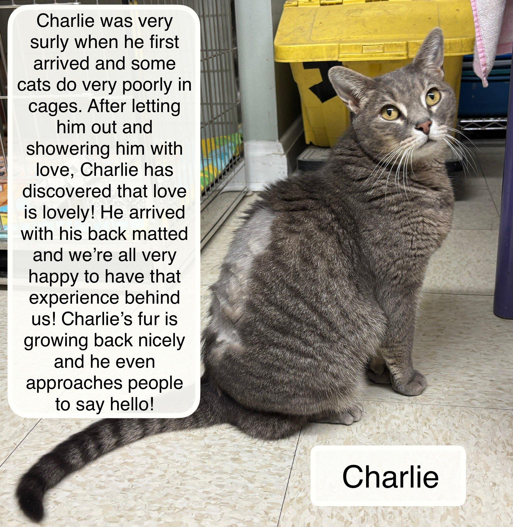 Enlarge Charlie, a Adoptable Domestic Short Hair in Ellicott City, MD image 3/4