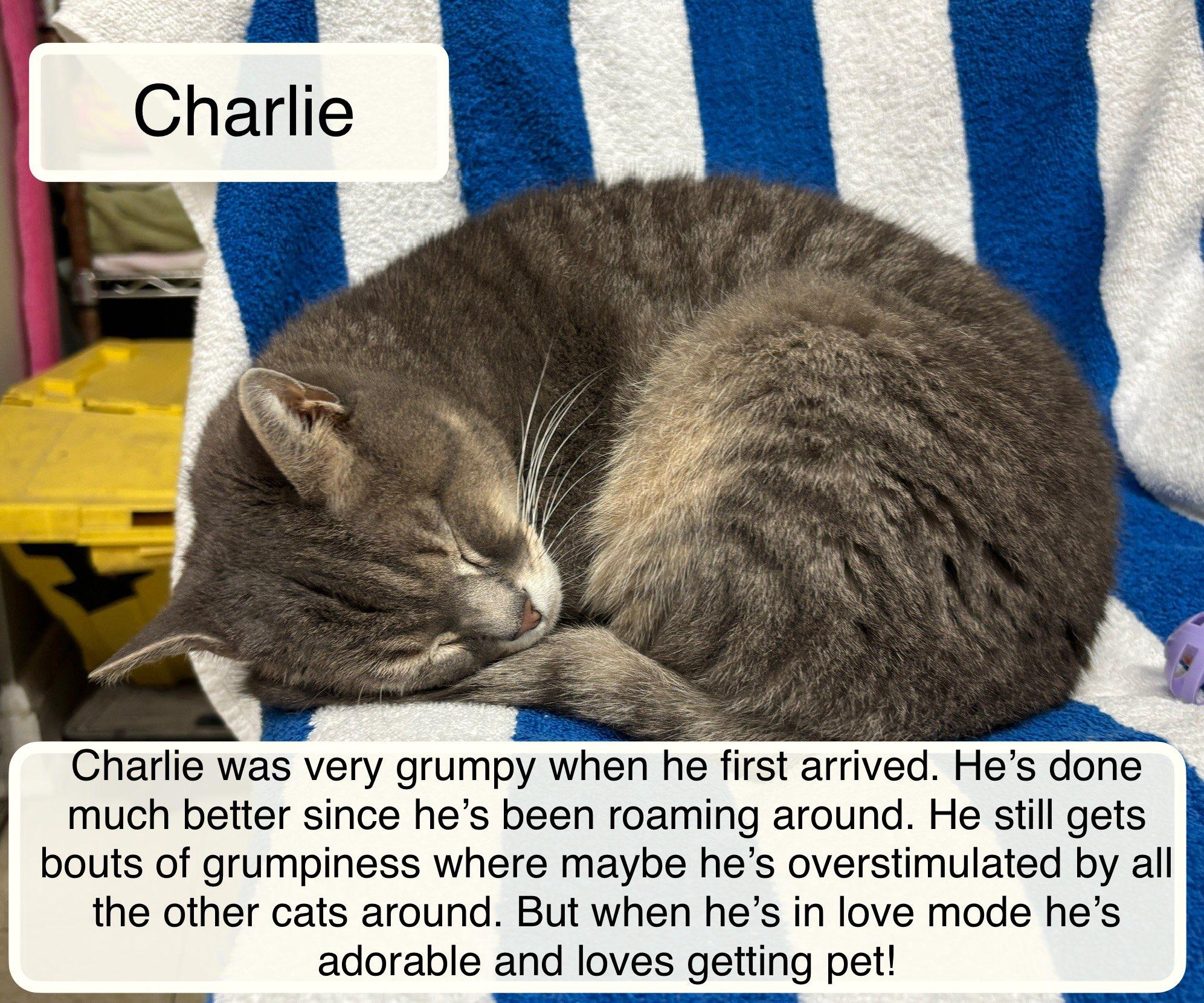 Enlarge Charlie, a Adoptable Domestic Short Hair in Ellicott City, MD image 2/4