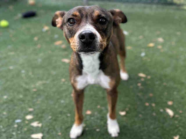 DOZER, Adoptable, Young Male Terrier & Mixed Breed.