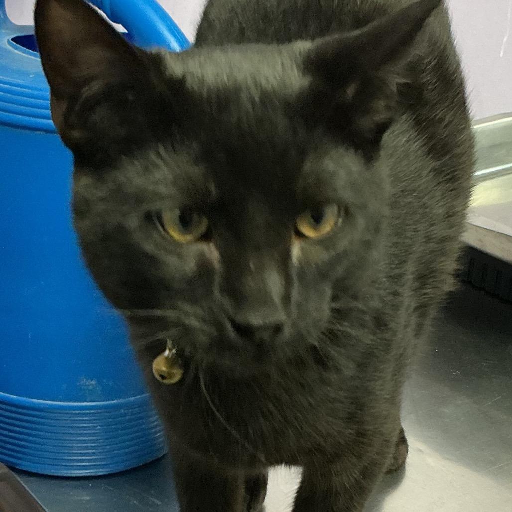 Tommy 2 Chains, Adoptable, Young Male Domestic Medium Hair.