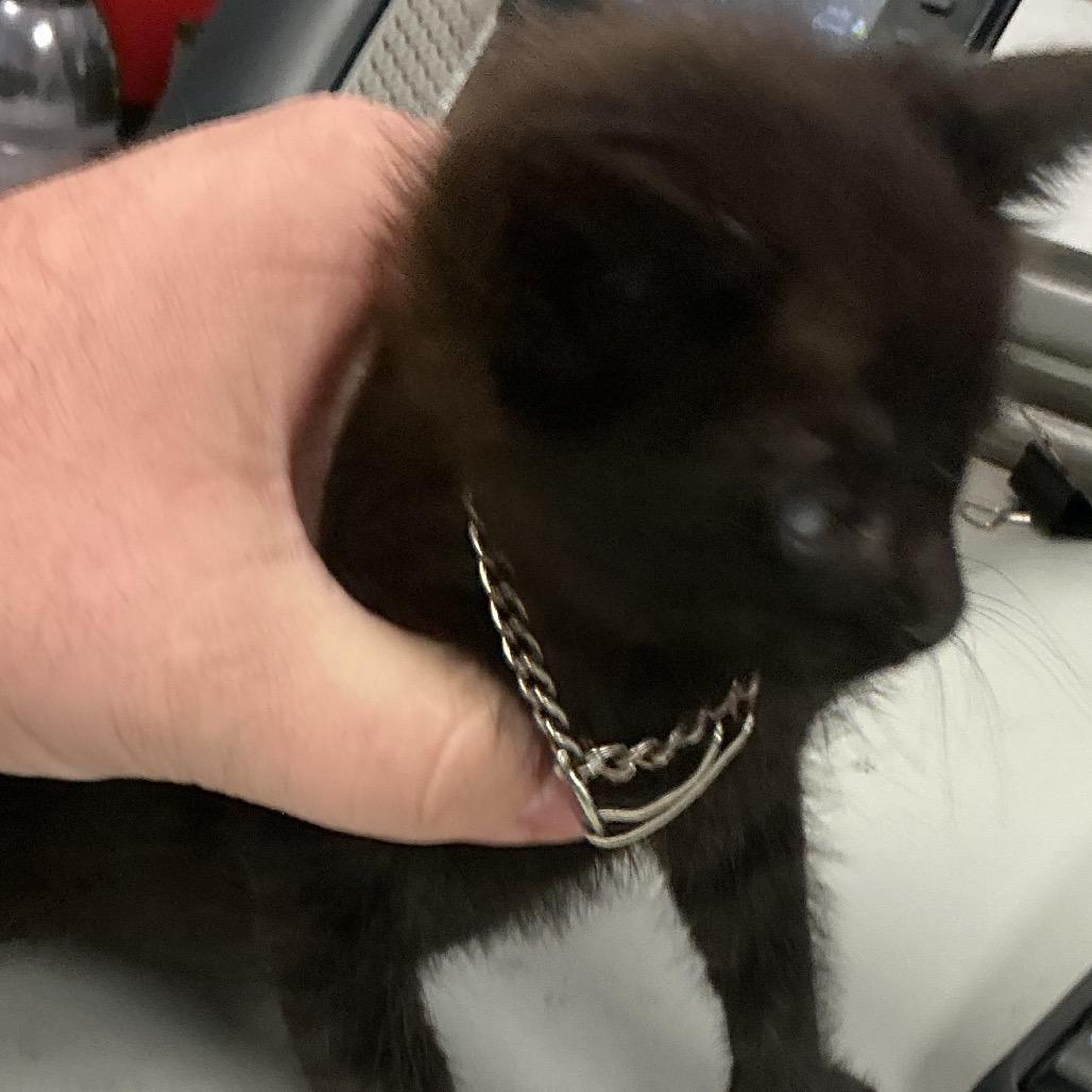 Enlarge Tommy 2 Chains, a Adoptable Domestic Medium Hair in St Joseph, MO image 2/2