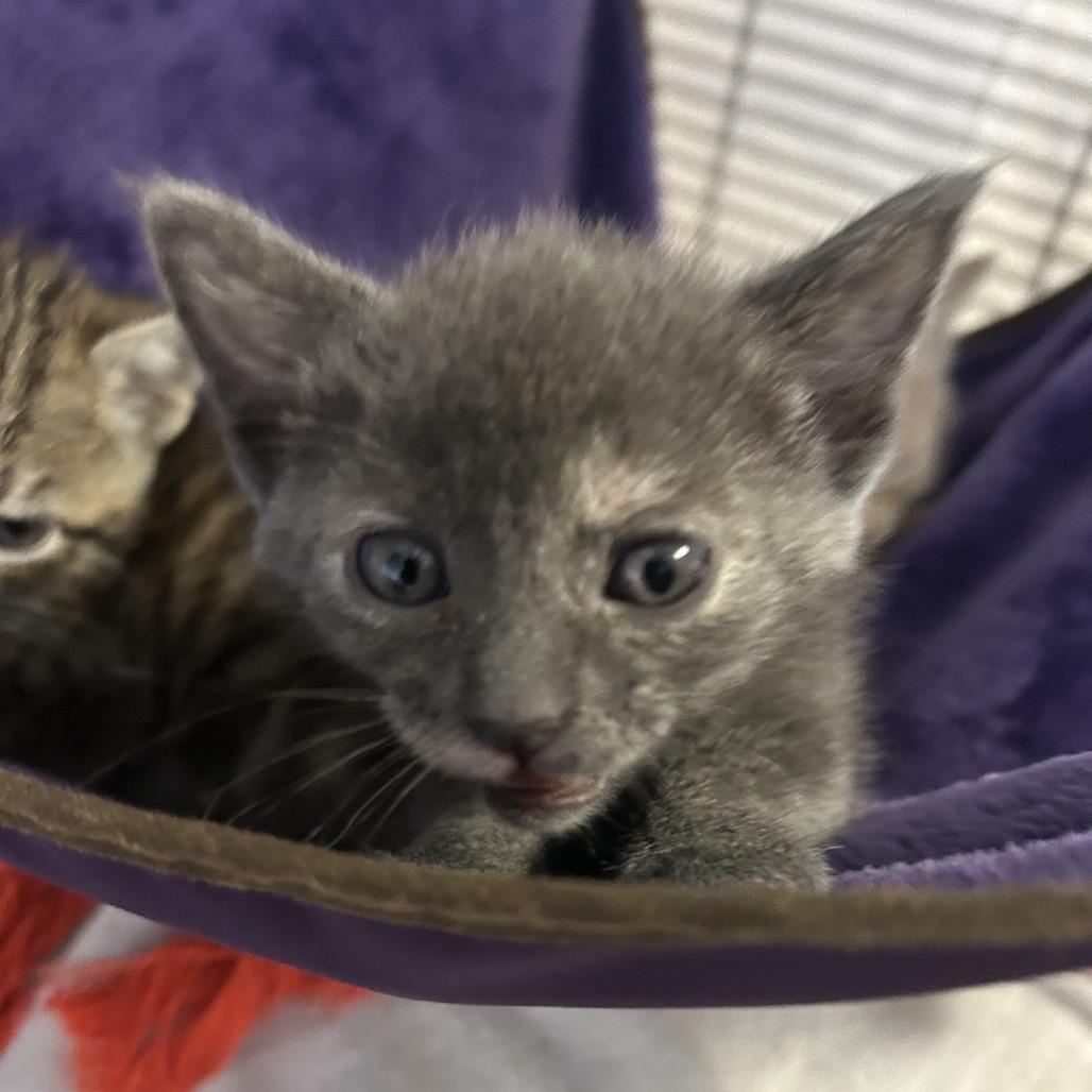 Parfait, a Adoptable Domestic Short Hair in Branson, MO image 2/6