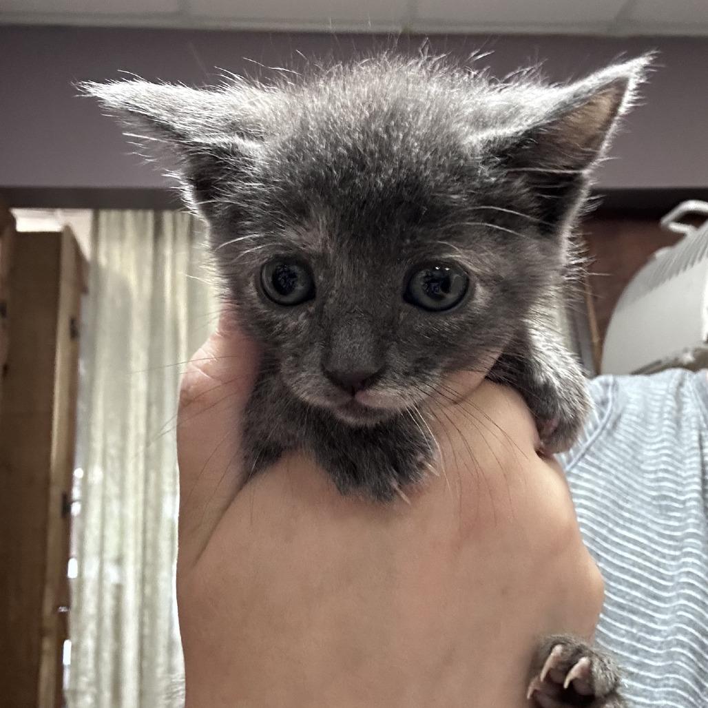 Parfait, a Adoptable Domestic Short Hair in Branson, MO image 3/6