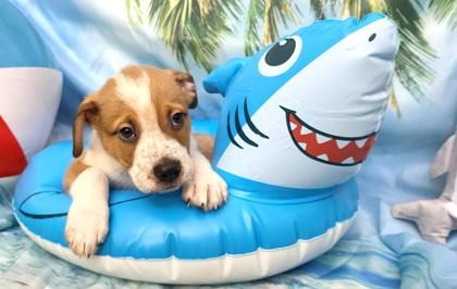 Otter Paws, Adoptable, Puppy Male Cattle Dog & Mixed Breed.