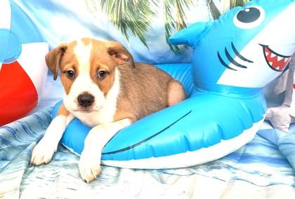 Otter Paws, a Adoptable mixed breed in Elmira, NY image 2/2