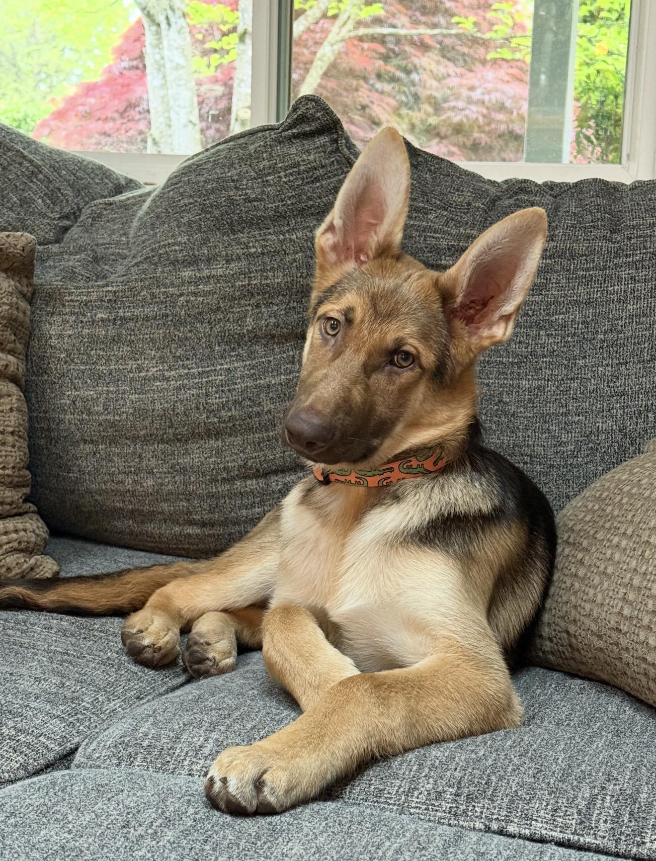 Enlarge Augustus Gloop, an adoptable German Shepherd Dog in Beaverton, OR image 1/1