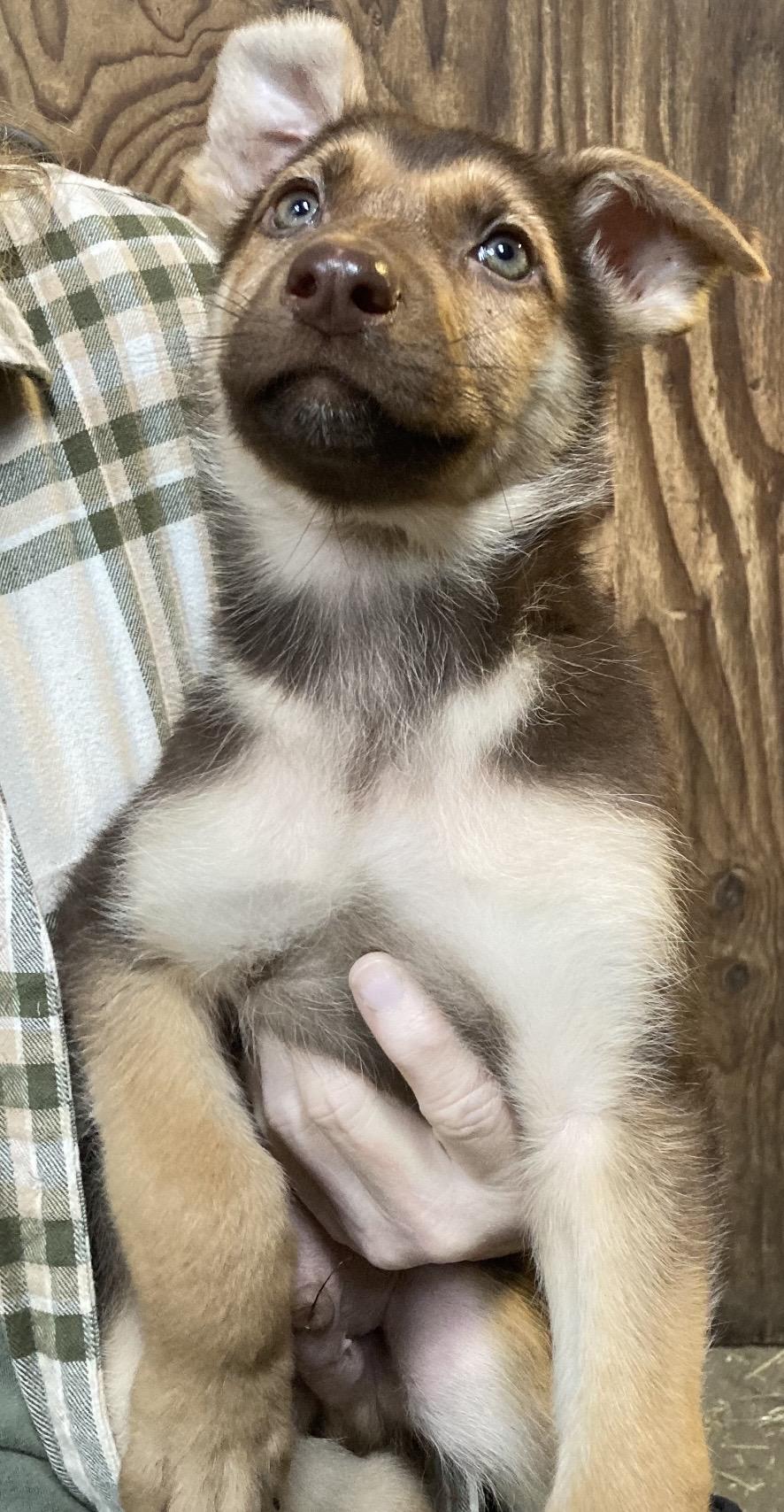 Augustus Gloop, ADOPTABLE, Puppy Male German Shepherd Dog.