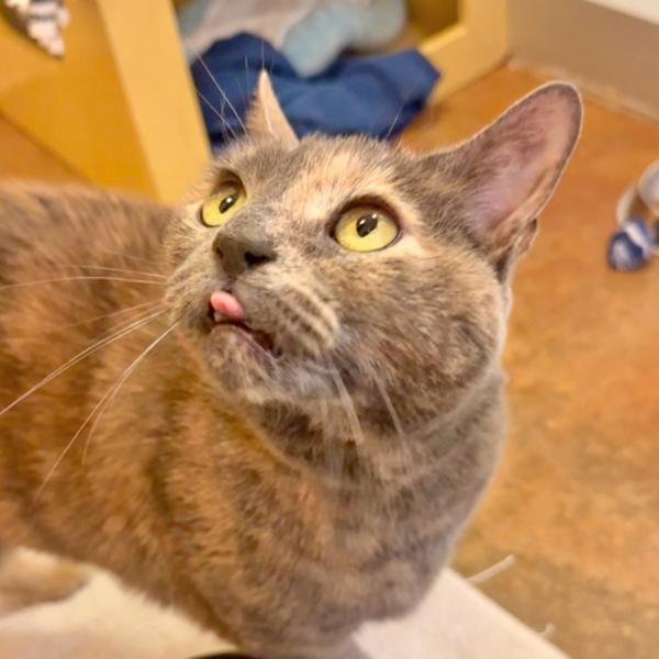 Olive, Adoptable, Senior Female Domestic Short Hair.