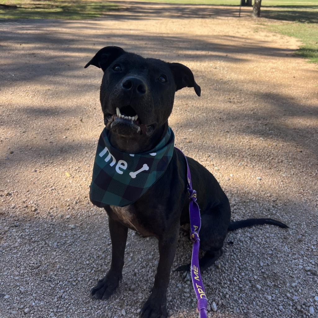 Enlarge Dolly, a Adoptable American Staffordshire Terrier in Spring, TX image 2/6