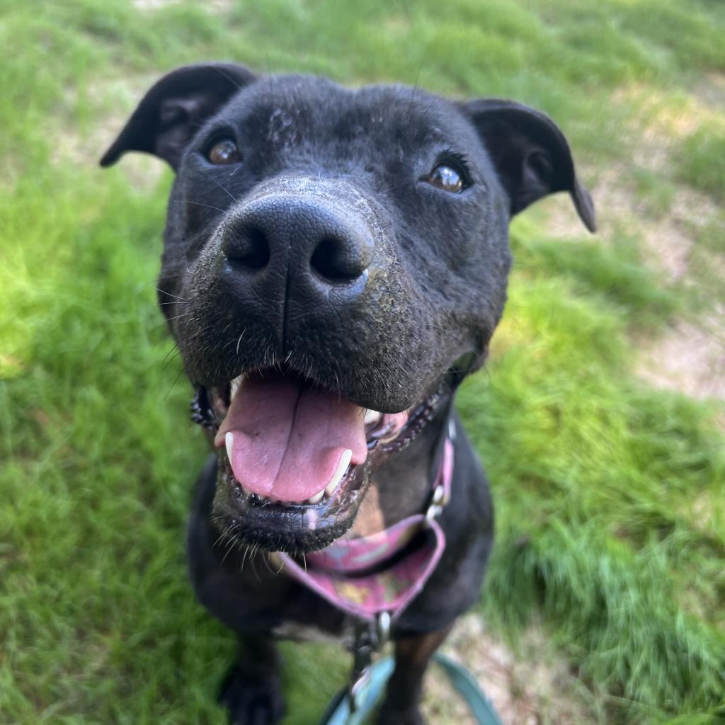 Enlarge Dolly, a Adoptable American Staffordshire Terrier in Spring, TX image 6/6