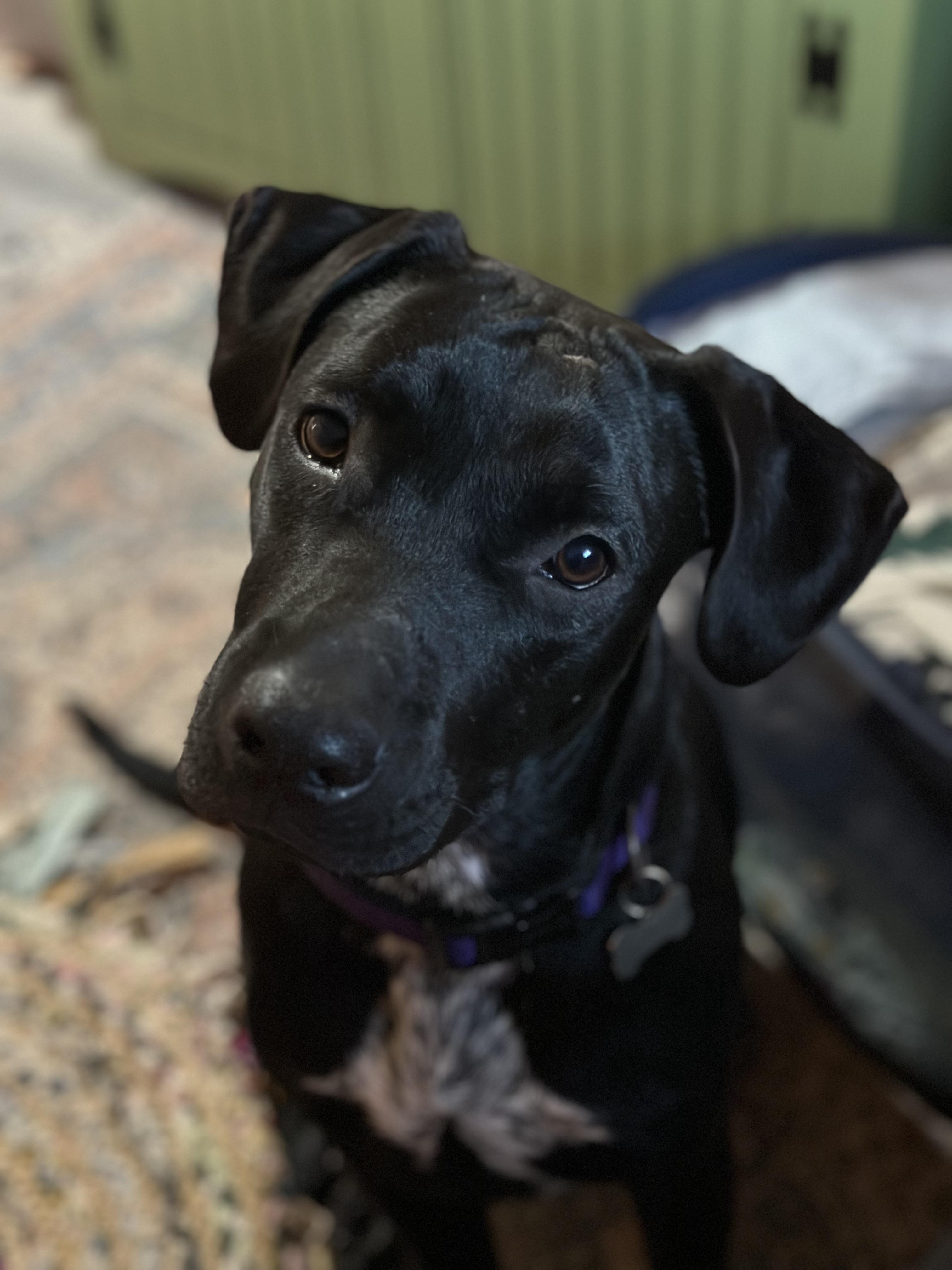 Jessie, Adoptable, Young Female Mixed Breed.