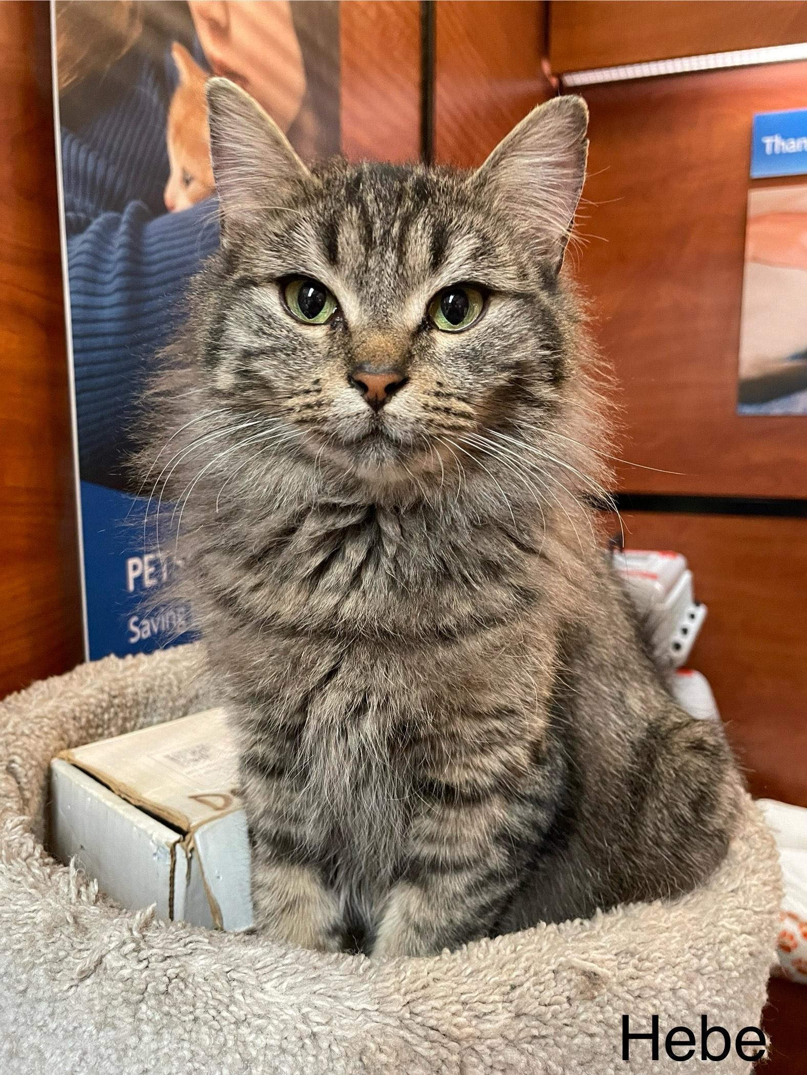 Hebe bonded with Soraya, Adoptable, Adult Female Domestic Medium Hair.