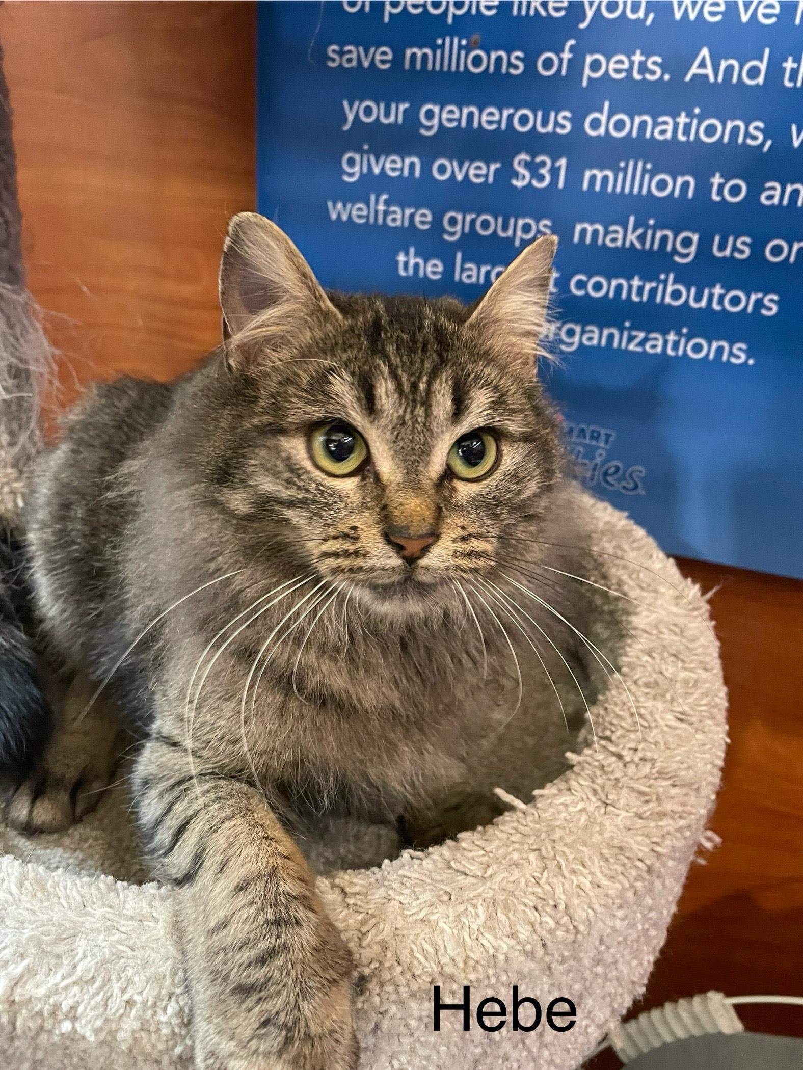 Enlarge Hebe bonded with Soraya, a Adoptable Domestic Medium Hair in Scarborough, ON image 2/5