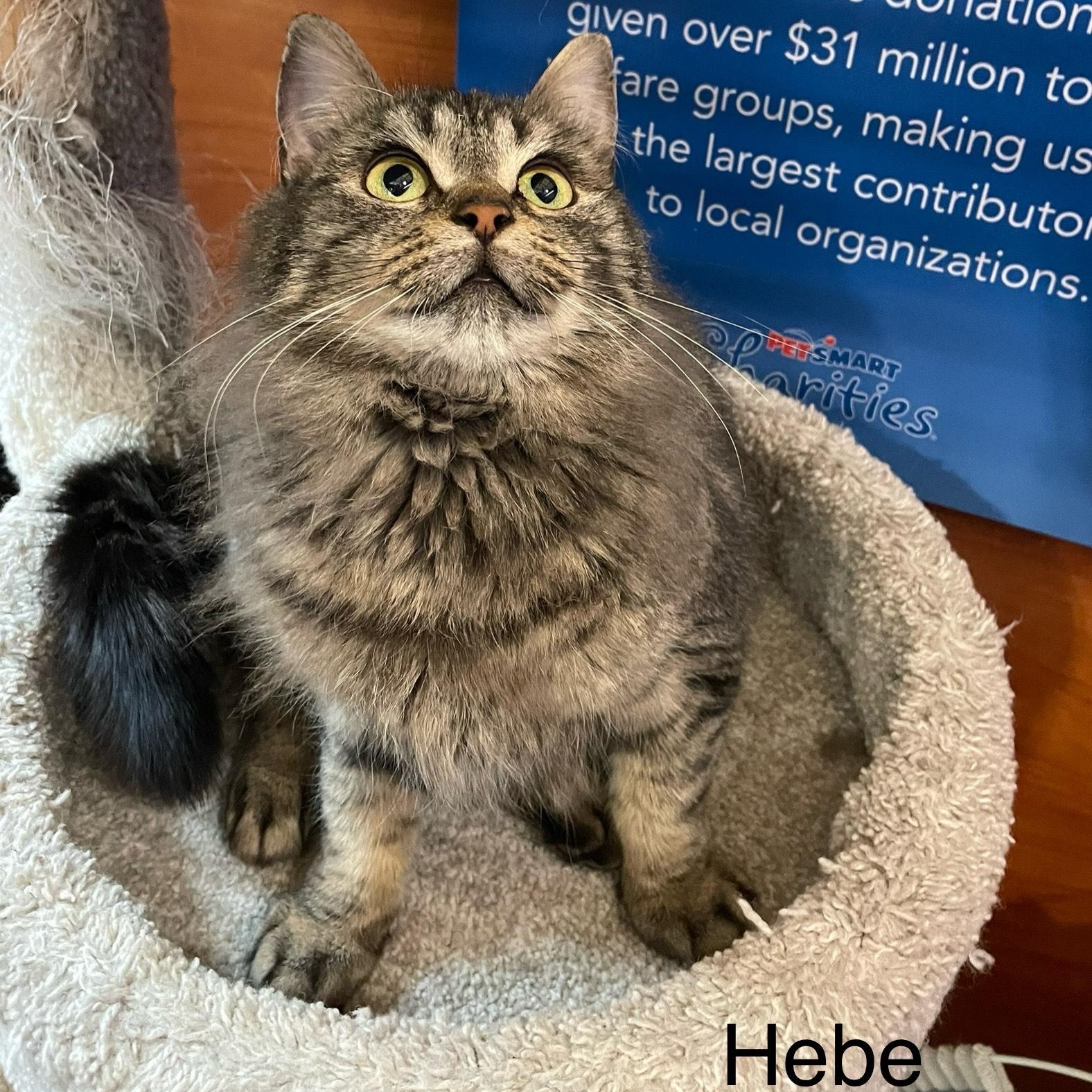 Enlarge Hebe bonded with Soraya, a Adoptable Domestic Medium Hair in Scarborough, ON image 3/5