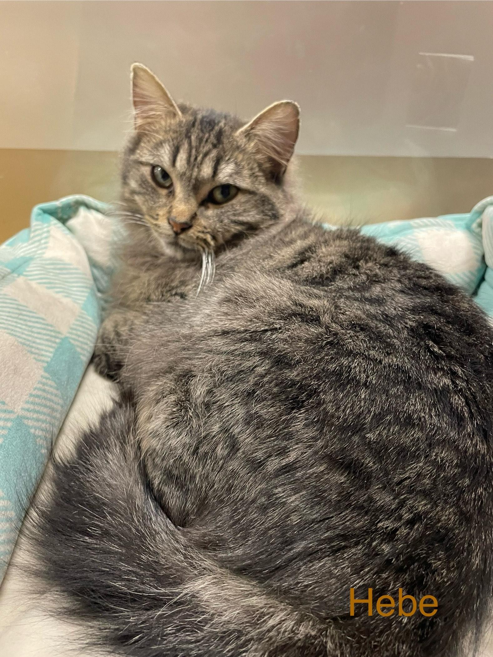 Enlarge Hebe bonded with Soraya, a Adoptable Domestic Medium Hair in Scarborough, ON image 5/5