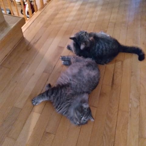 Enlarge Hebe bonded with Soraya, a Adoptable Domestic Medium Hair in Scarborough, ON image 4/5