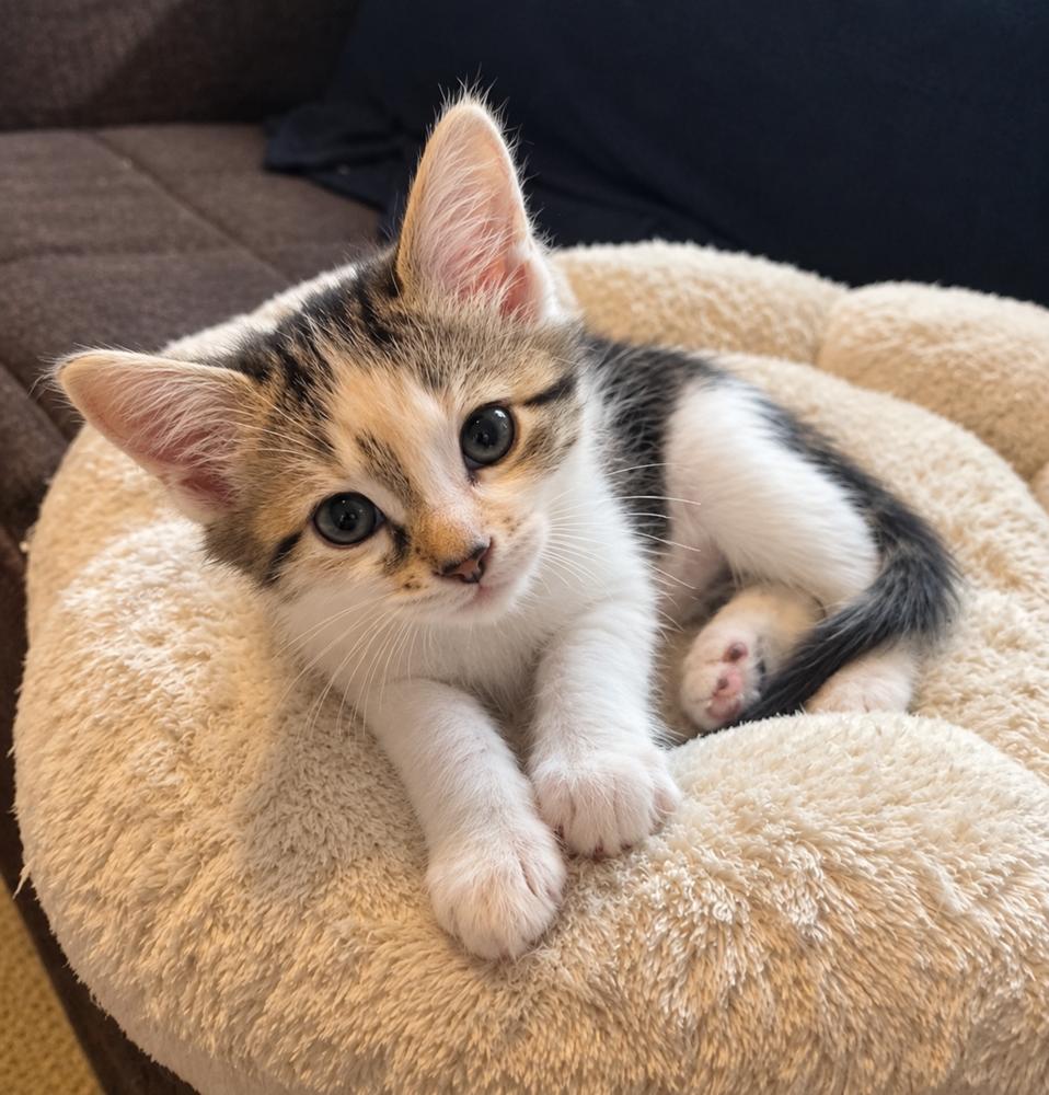 Keanu, Adoptable, Kitten Male Domestic Short Hair.
