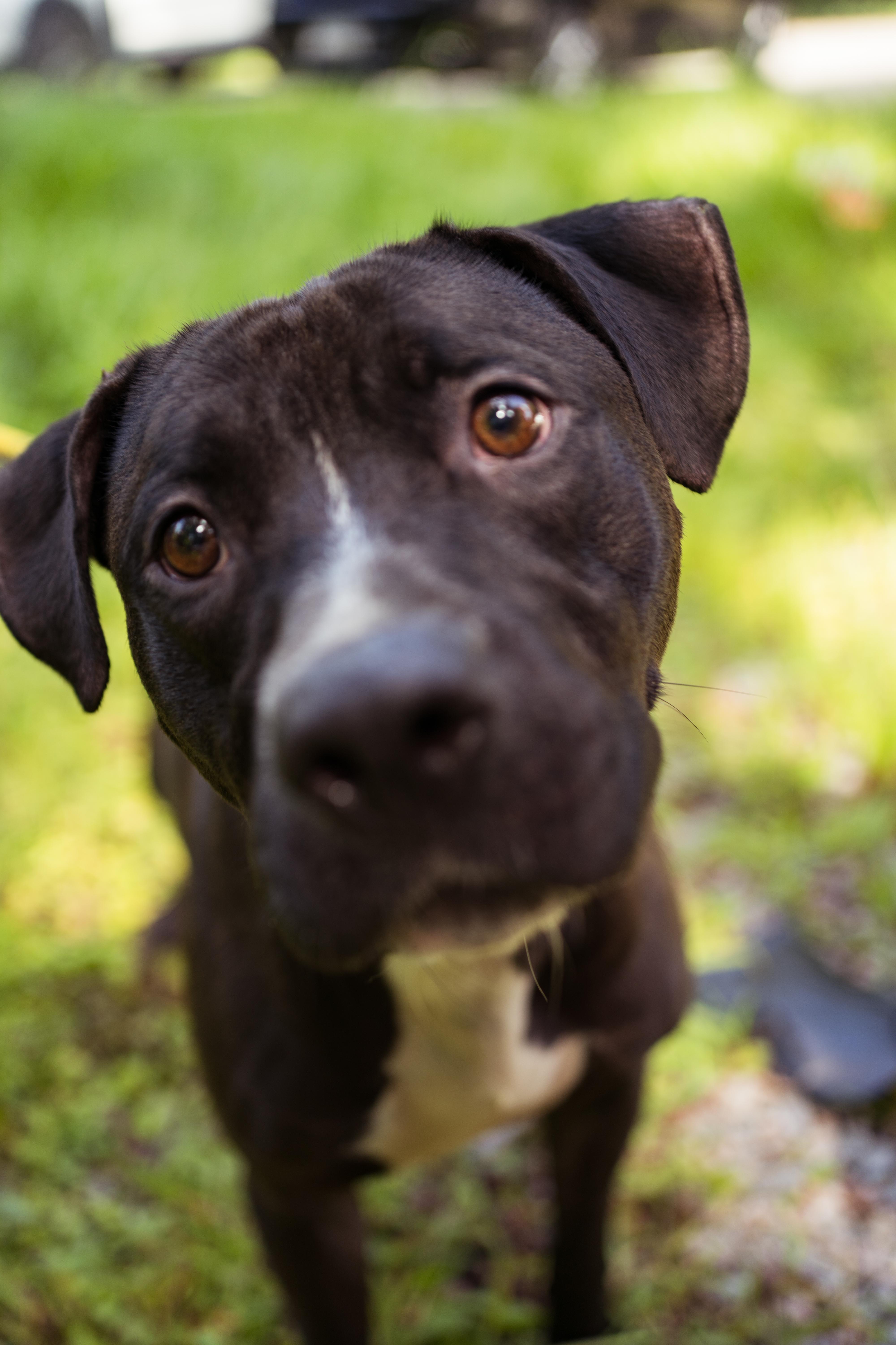 Nick, Adoptable, Adult Male Black Labrador Retriever & Mixed Breed.