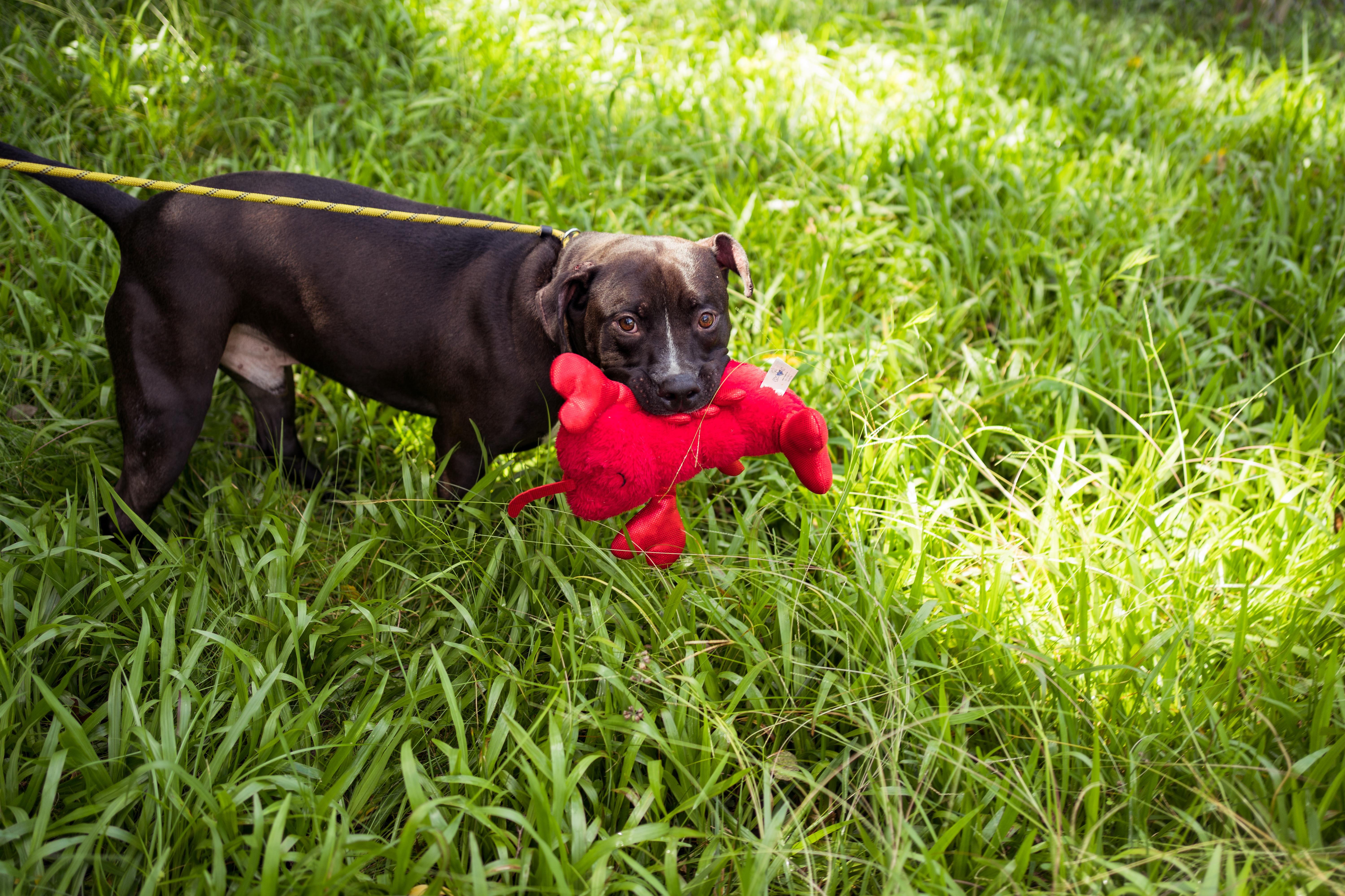 Nick, a Adoptable mixed breed in Petersburg, VA image 2/6