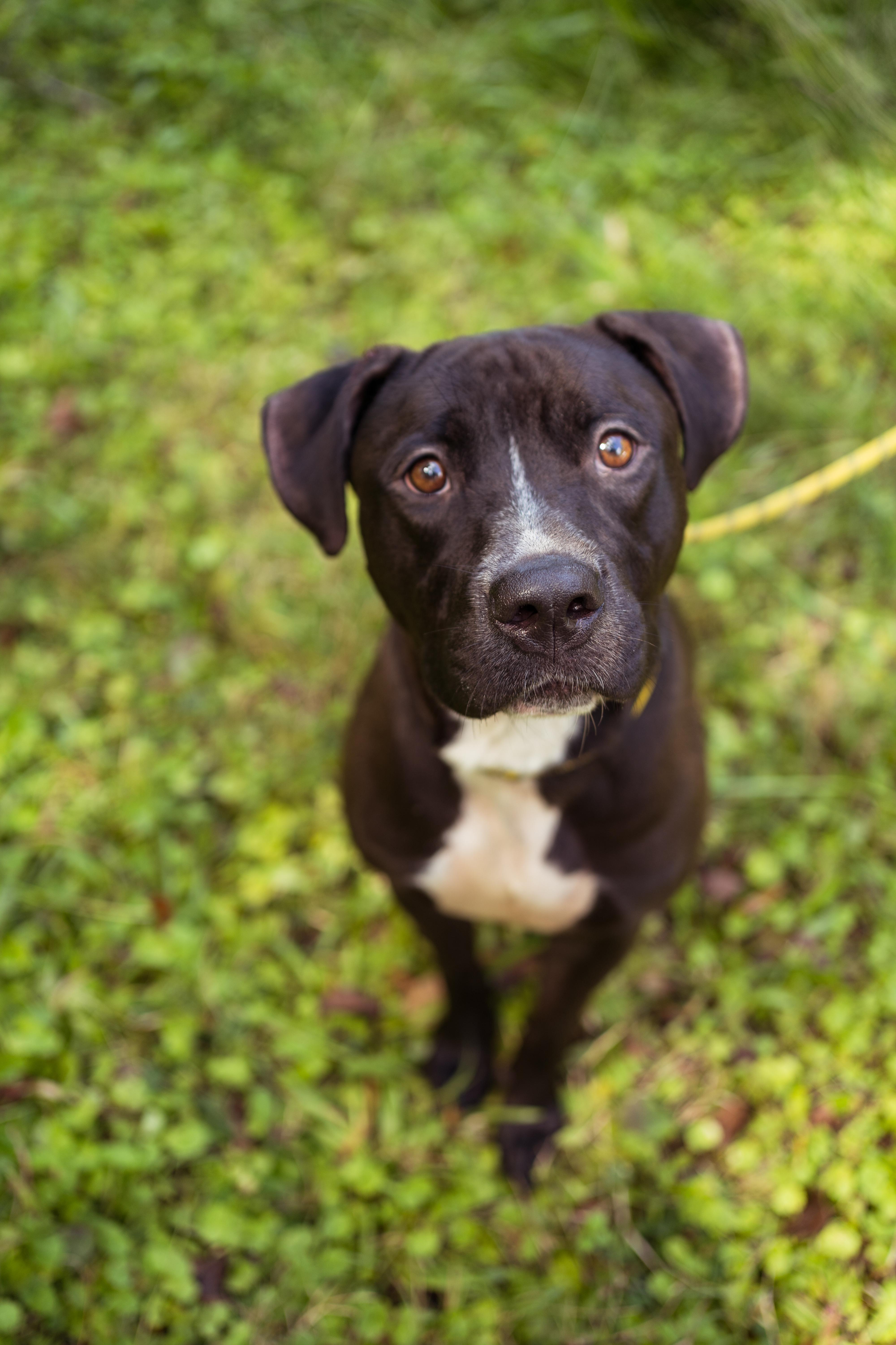 Nick, a Adoptable mixed breed in Petersburg, VA image 3/6