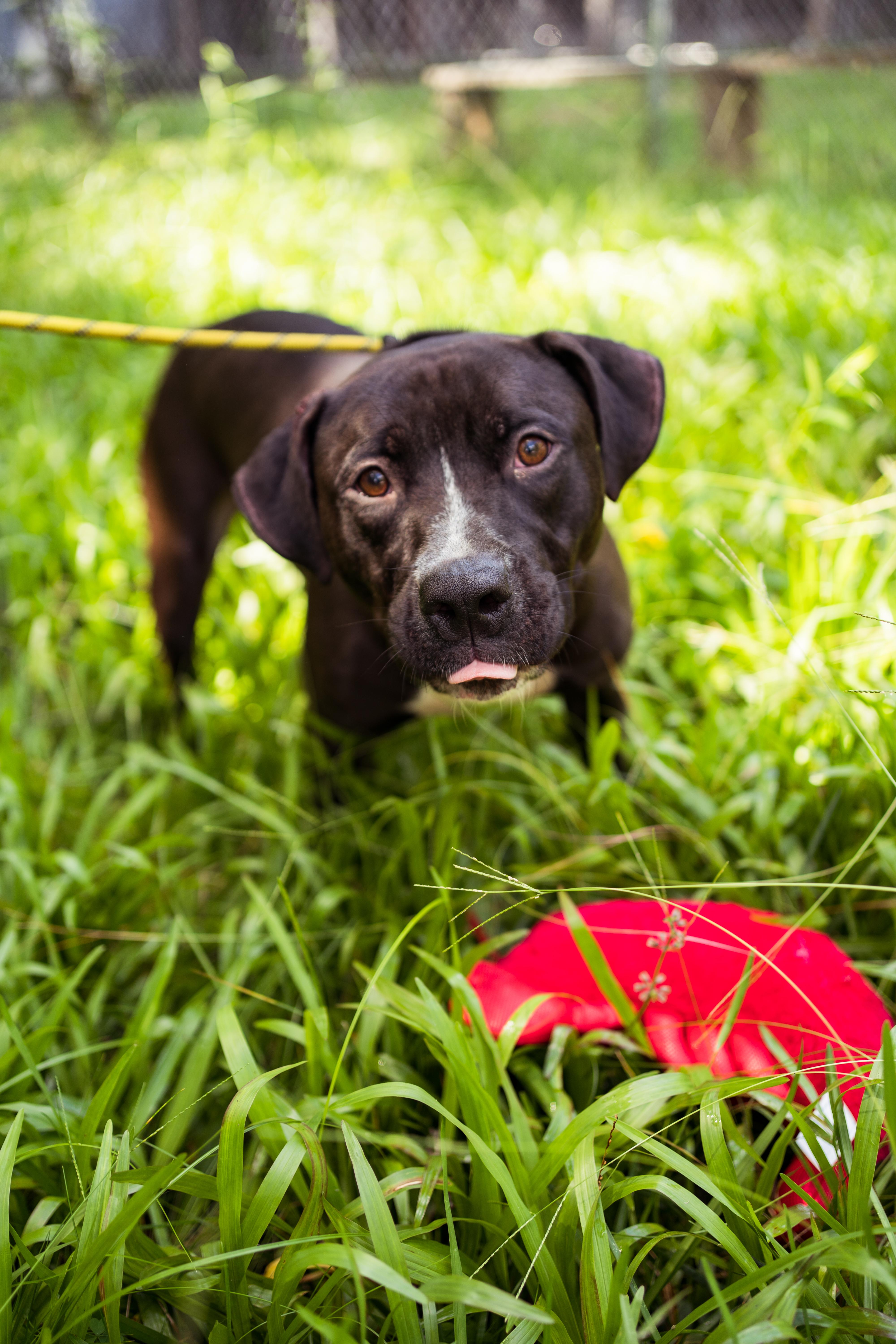Nick, a Adoptable mixed breed in Petersburg, VA image 4/6