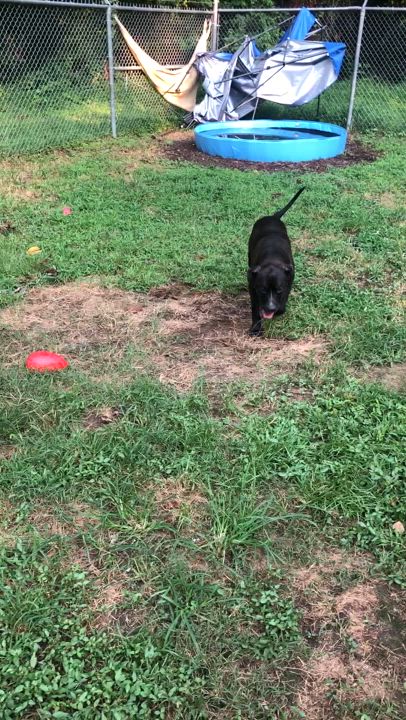 Enlarge Nick, a Adoptable mixed breed in Petersburg, VA video 6/6