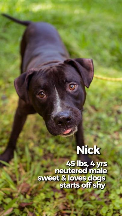 Enlarge Nick, a Adoptable mixed breed in Petersburg, VA video 5/6