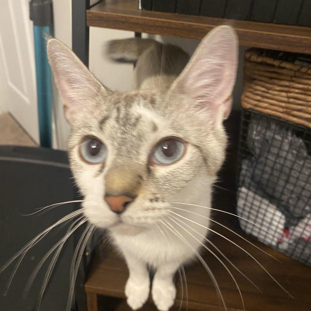 Enlarge Aphrodite, a Adoptable Domestic Short Hair in Tuscaloosa, AL image 1/2