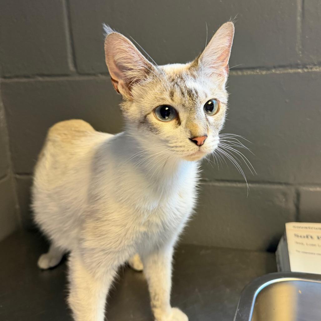 Enlarge Aphrodite, a Adoptable Domestic Short Hair in Tuscaloosa, AL image 2/2