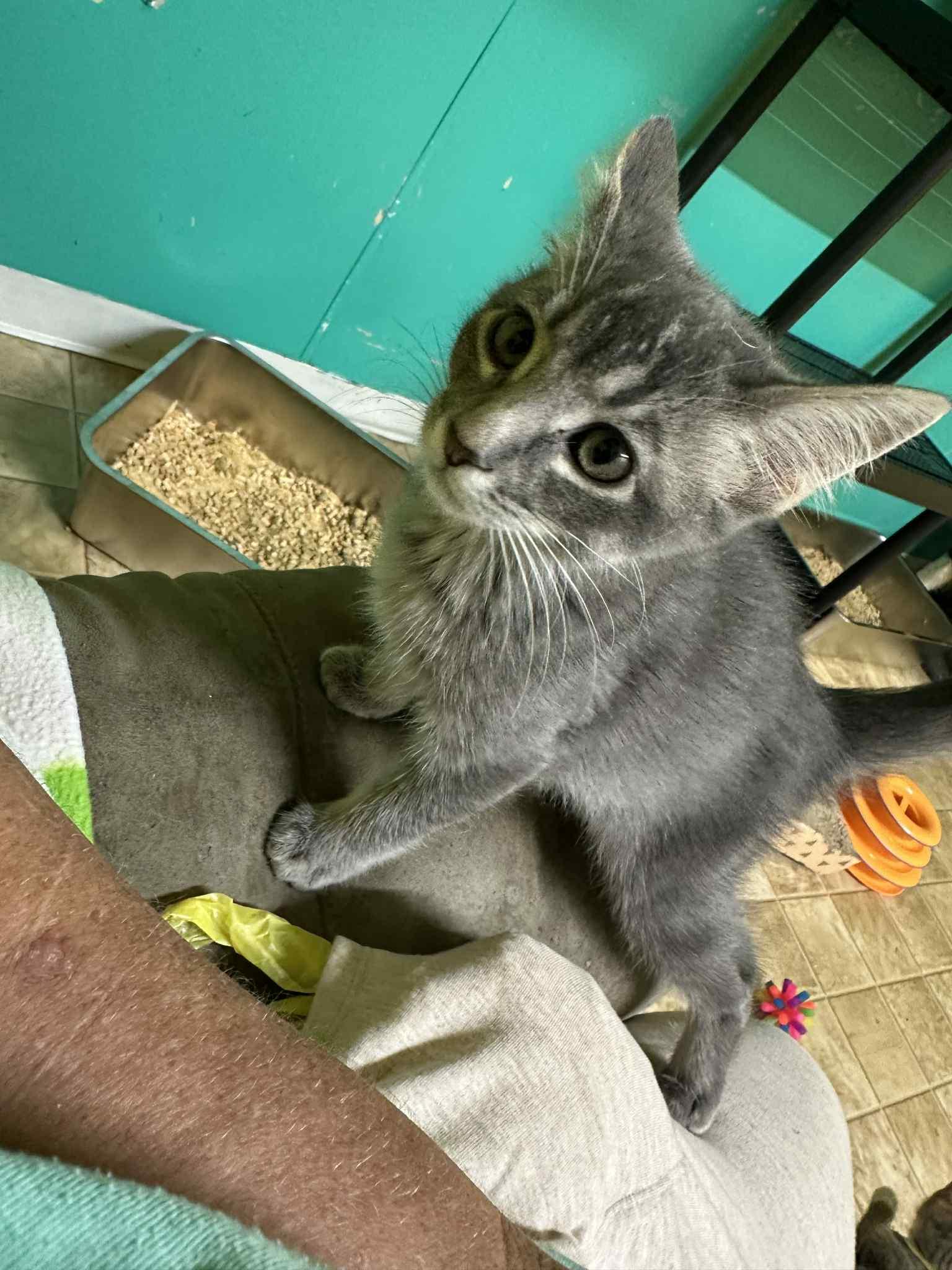 Enlarge Smoke, a Adoptable Domestic Short Hair in Stover, MO image 1/3