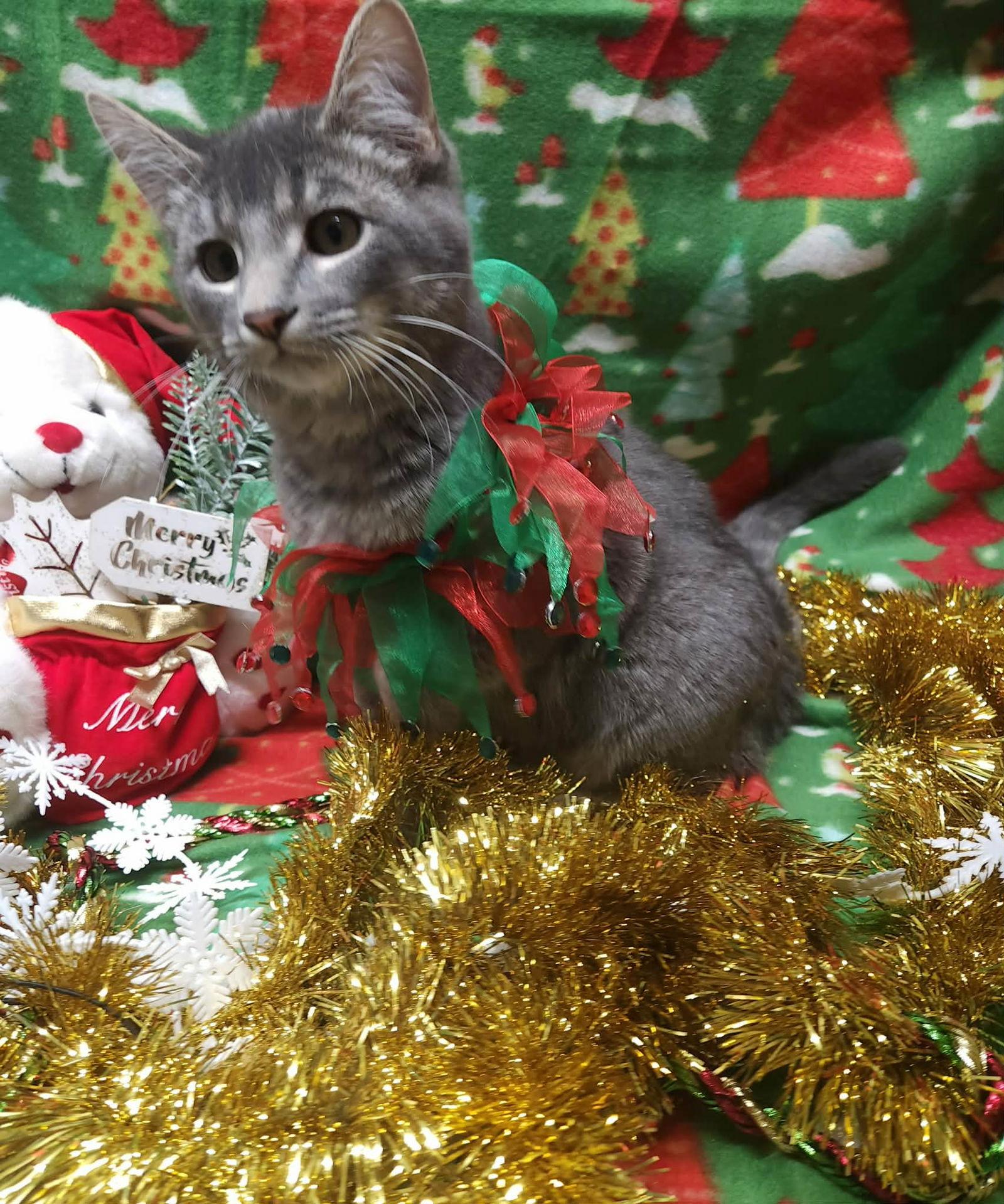 Enlarge Smoke, a Adoptable Domestic Short Hair in Stover, MO image 2/3