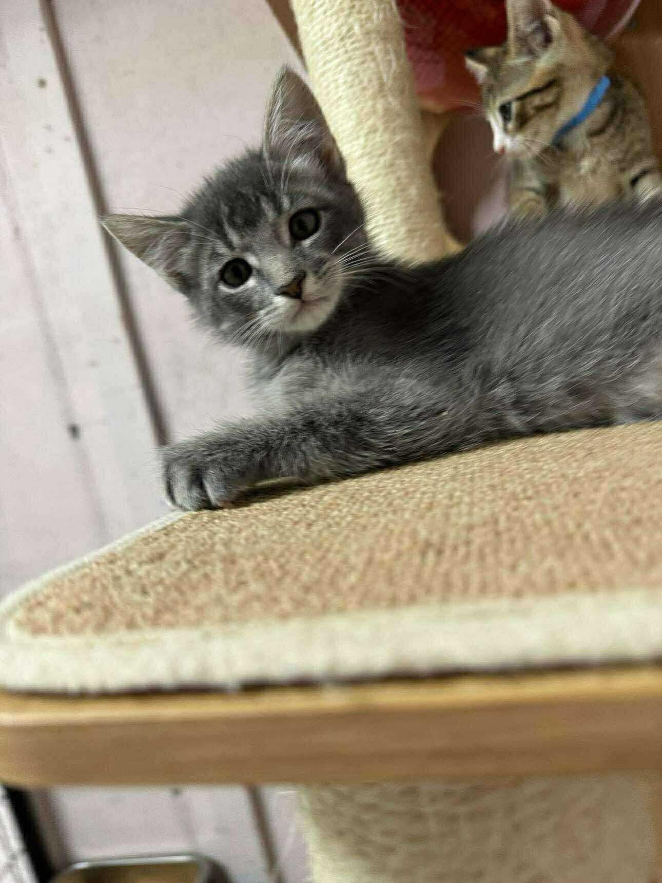 Enlarge Smoke, a Adoptable Domestic Short Hair in Stover, MO image 3/3