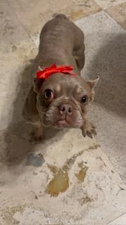 Enlarge Blake, a Adoptable French Bulldog in Mesa, AZ image 1/5