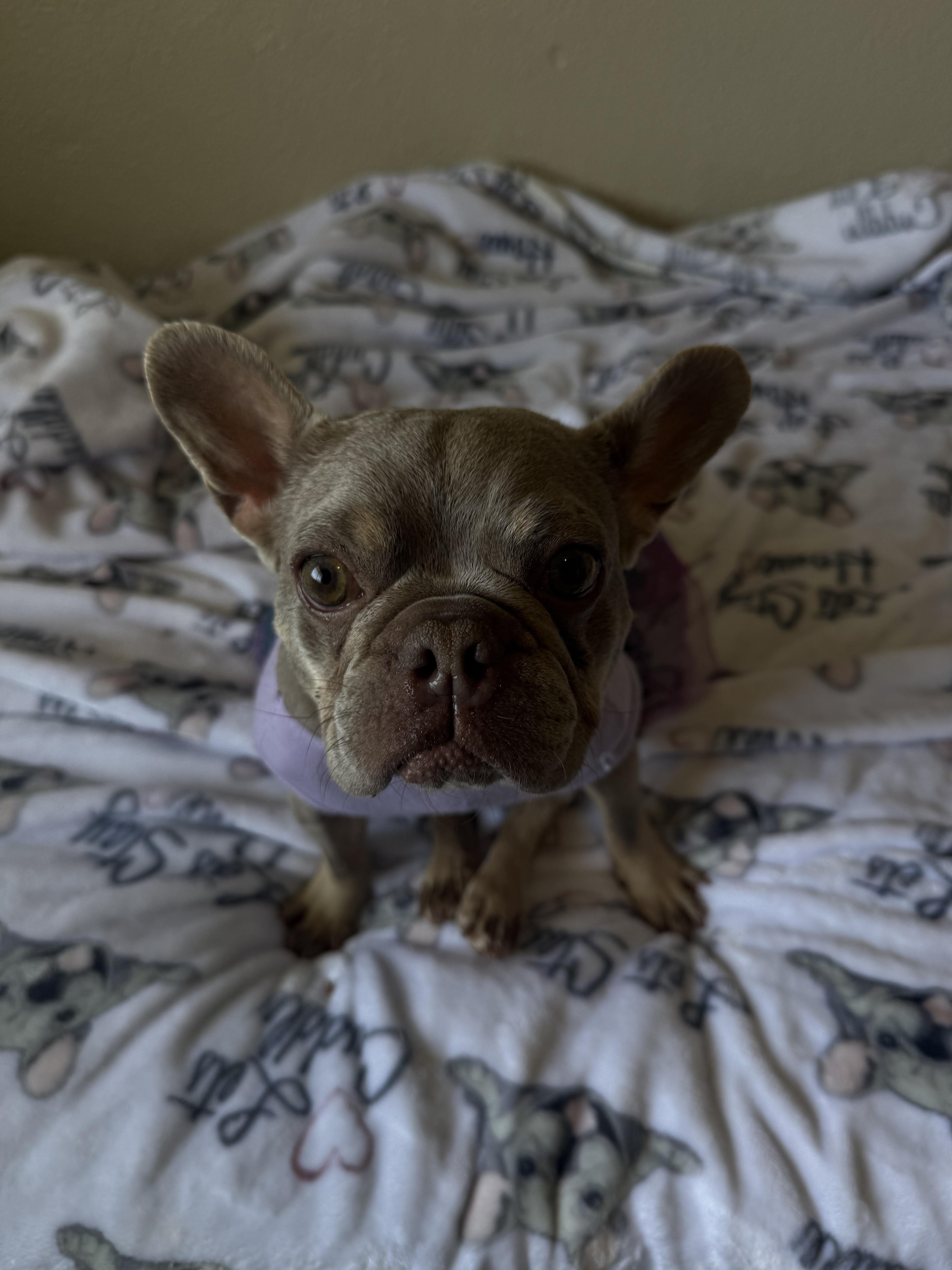 Enlarge Blake, a Adoptable French Bulldog in Mesa, AZ image 1/6