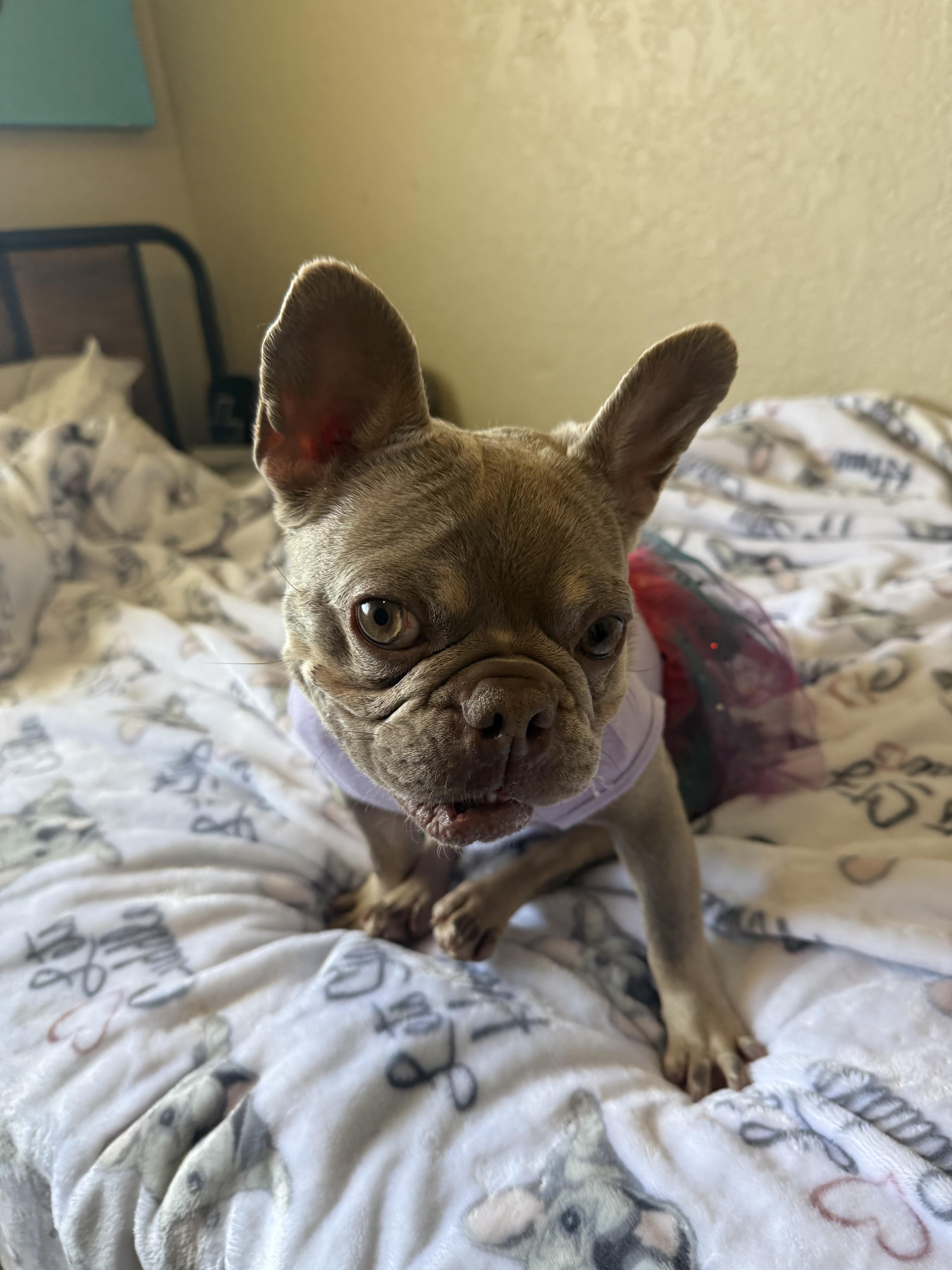 Enlarge Blake, a Adoptable French Bulldog in Mesa, AZ image 2/6