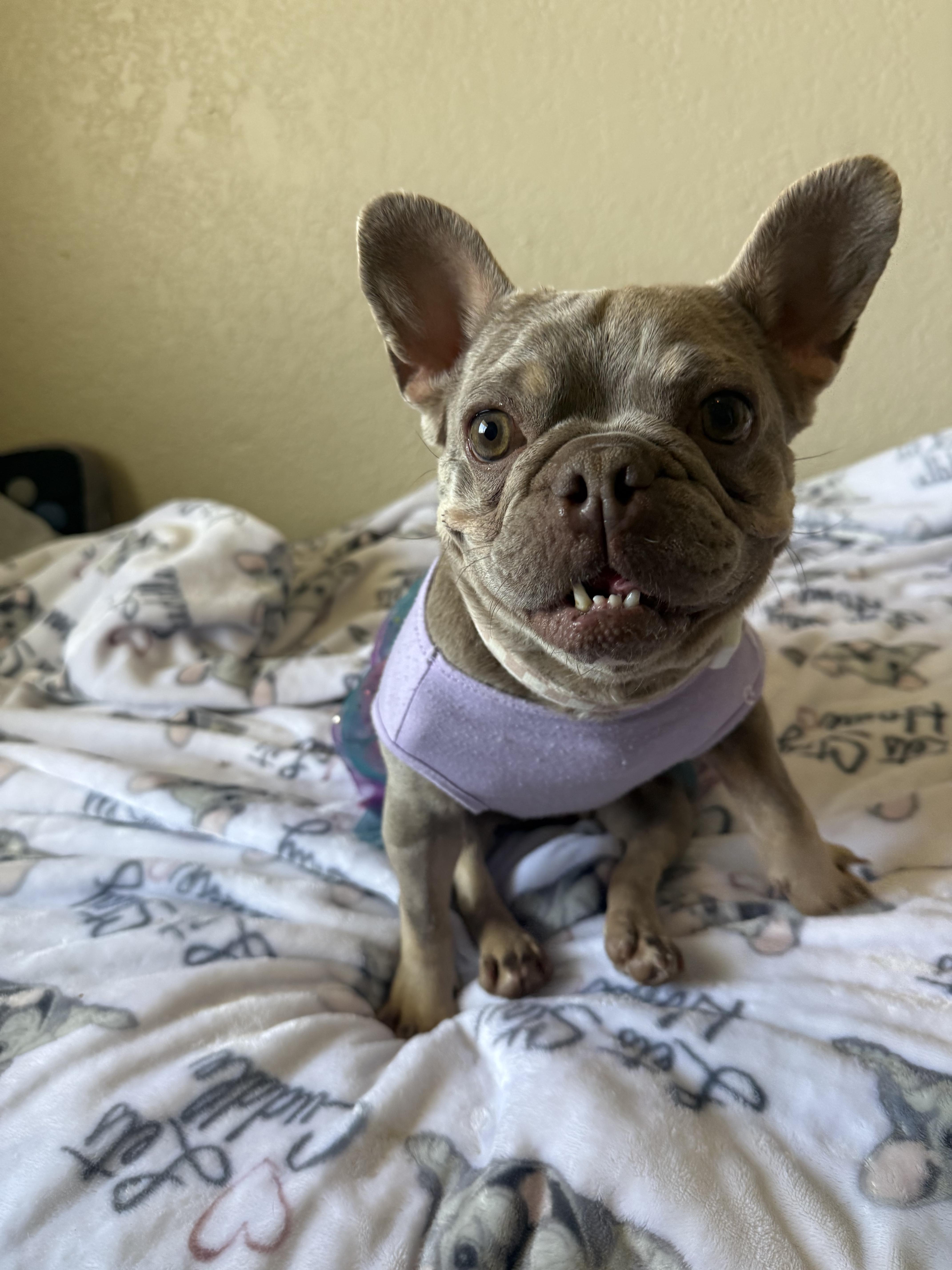 Enlarge Blake, a Adoptable French Bulldog in Mesa, AZ image 3/6