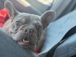 Enlarge Blake, a Adoptable French Bulldog in Mesa, AZ image 2/5
