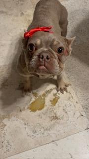 Enlarge Blake, a Adoptable French Bulldog in Mesa, AZ image 3/5