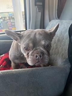 Enlarge Blake, a Adoptable French Bulldog in Mesa, AZ image 4/5