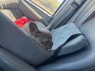 Enlarge Blake, a Adoptable French Bulldog in Mesa, AZ image 5/5