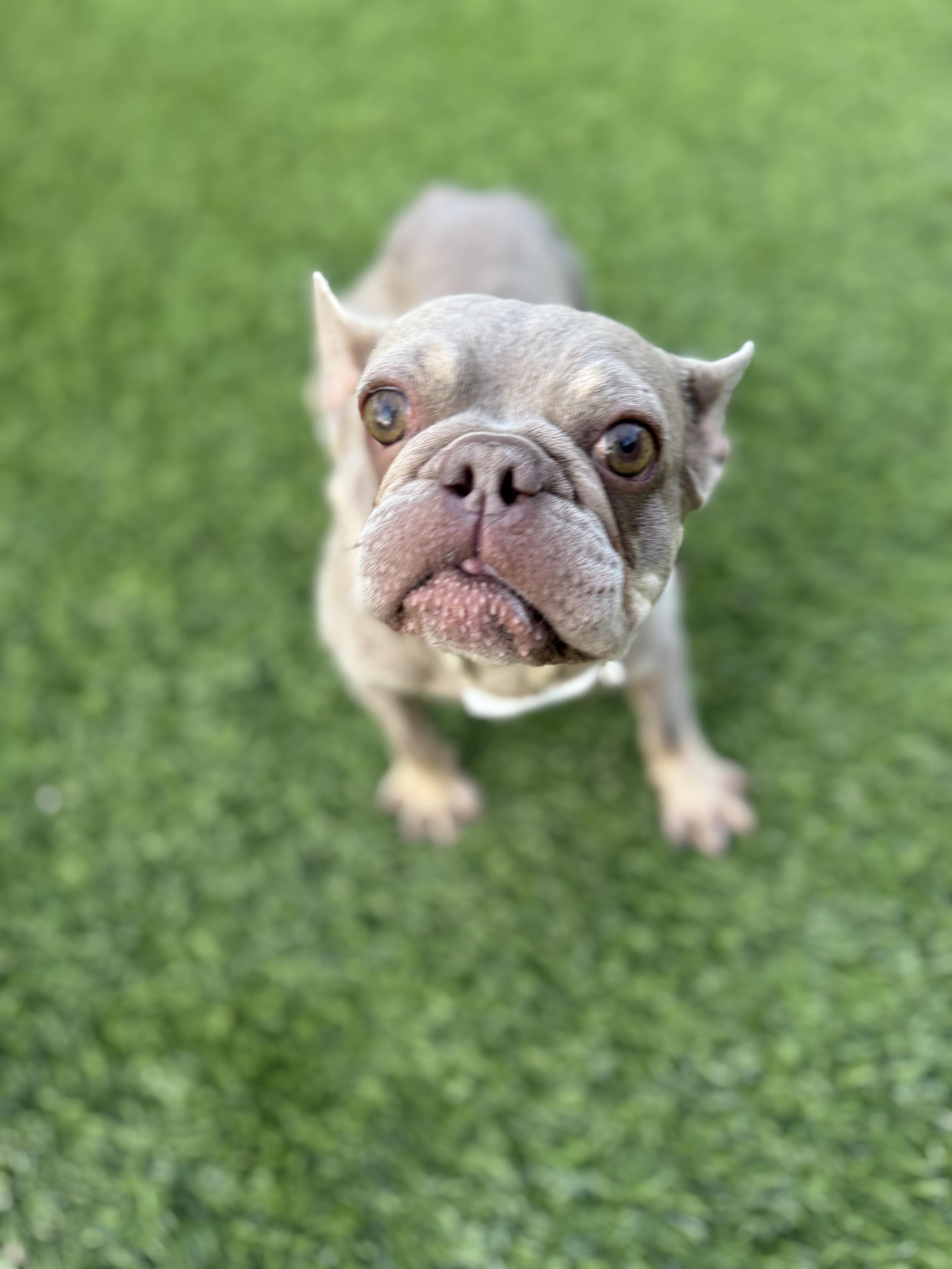 Enlarge Blake, a Adoptable French Bulldog in Mesa, AZ image 6/6