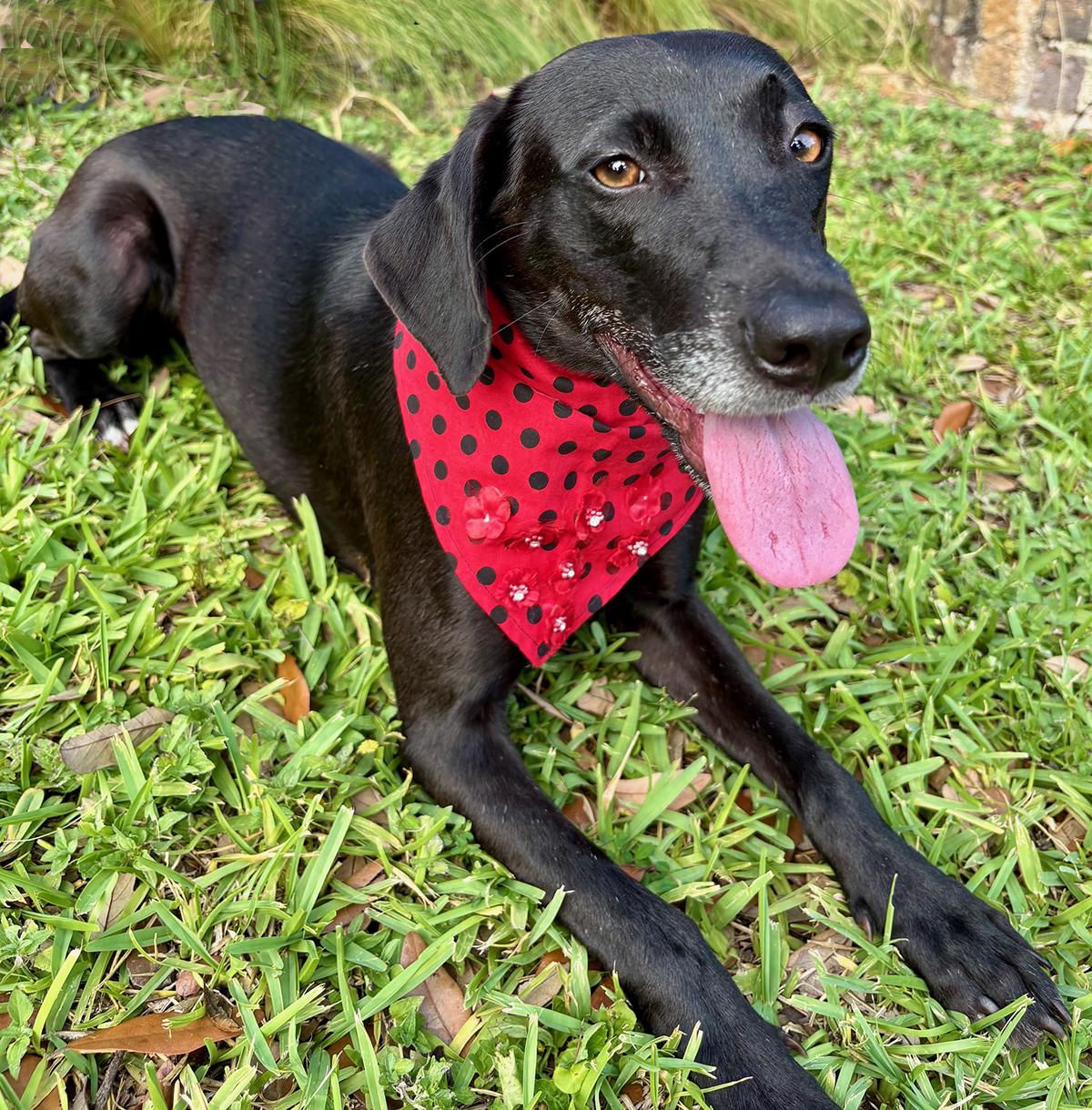 LACY - WHAT A PRECIOUS GIRL - SEE VIDEO! — thumbnail 5