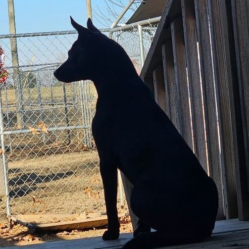 Lottie, a Adoptable Schipperke in Athens, AL image 4/4