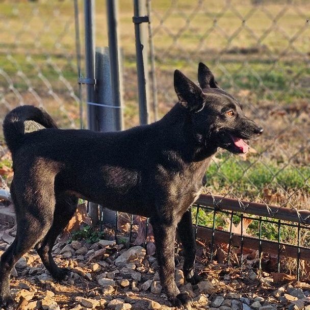 Lottie, an adoptable Schipperke in Athens, AL, 35611 | Photo Image 3
