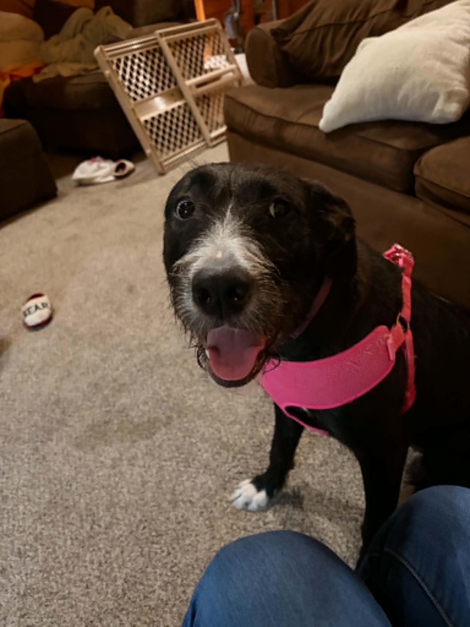 Sorcha, an adopted mixed breed in Fulton, NY image 2/4