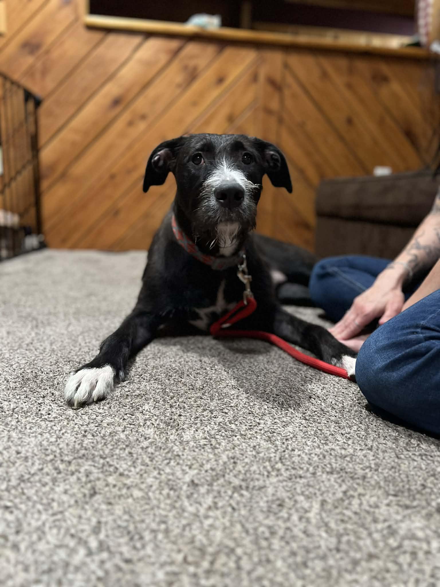 Sorcha, an adopted mixed breed in Fulton, NY image 4/4