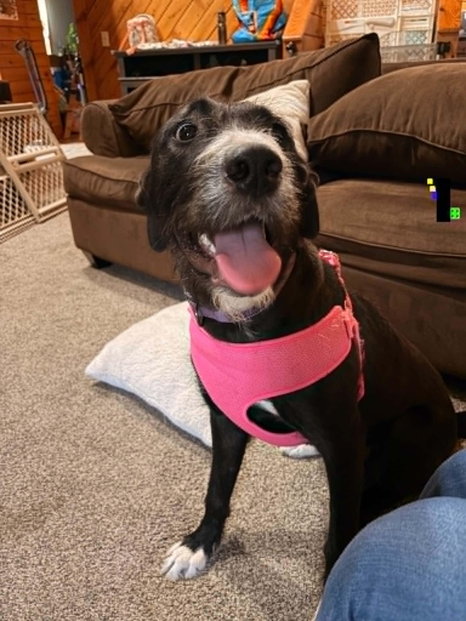 Sorcha, an adopted mixed breed in Fulton, NY image 3/4