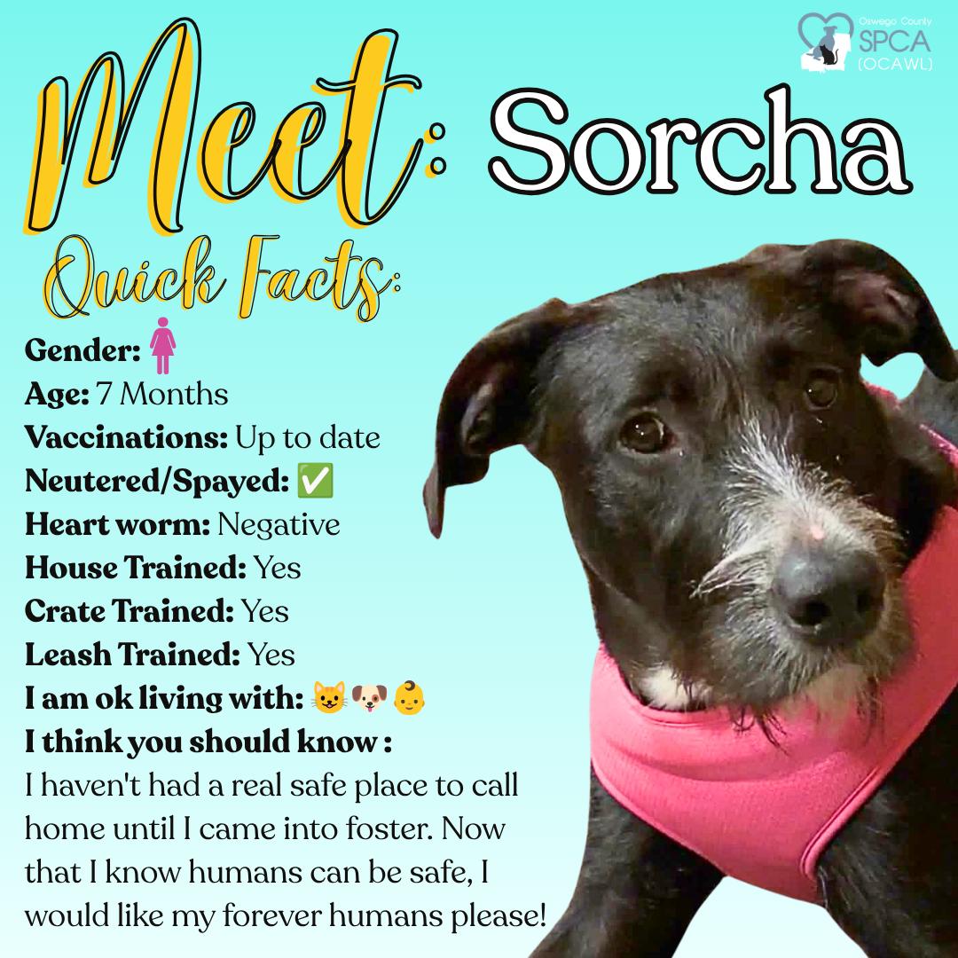 Sorcha, an adopted mixed breed in Fulton, NY image 1/4