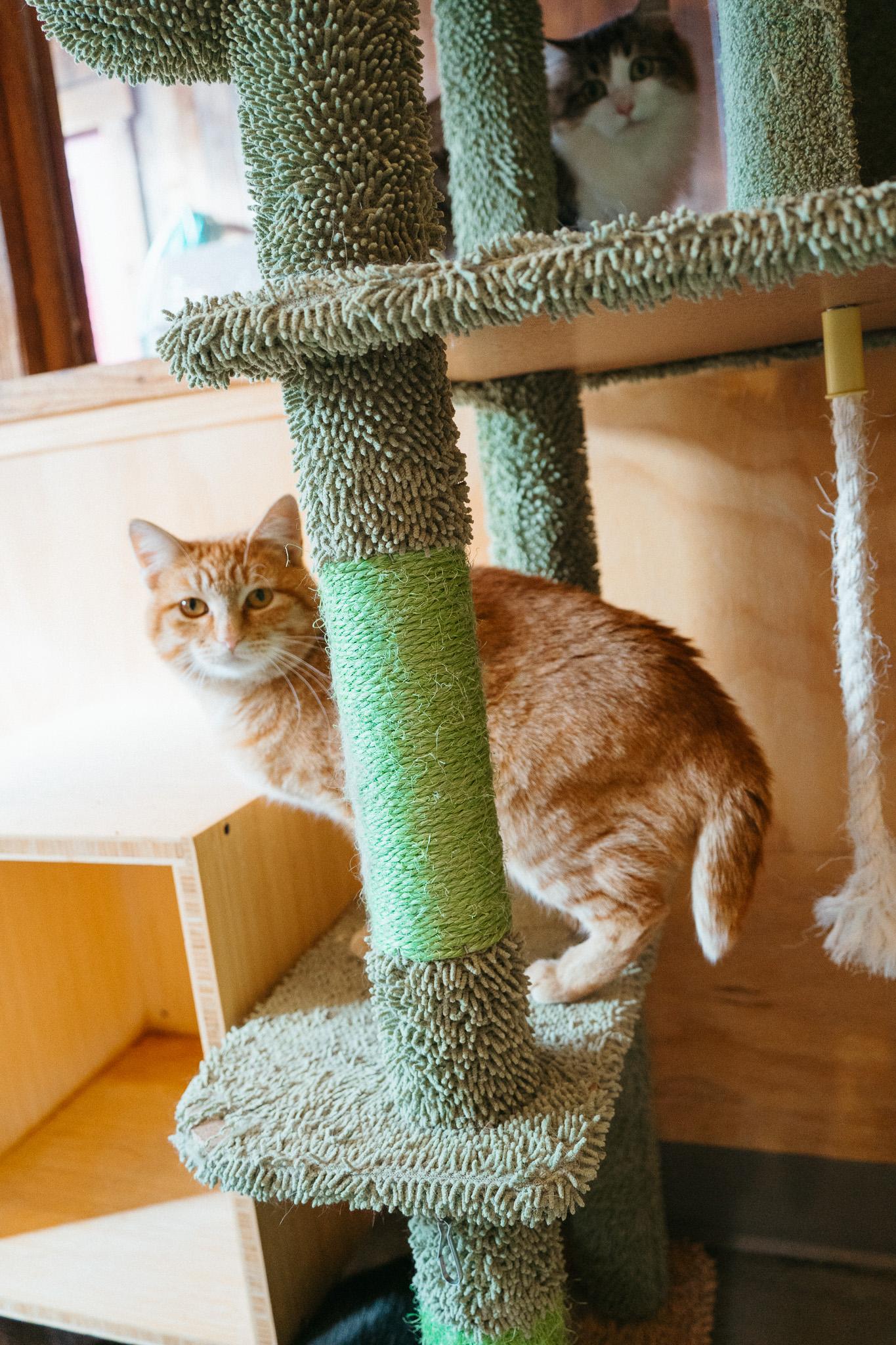 Honey, Adoptable, Young Female Domestic Short Hair.