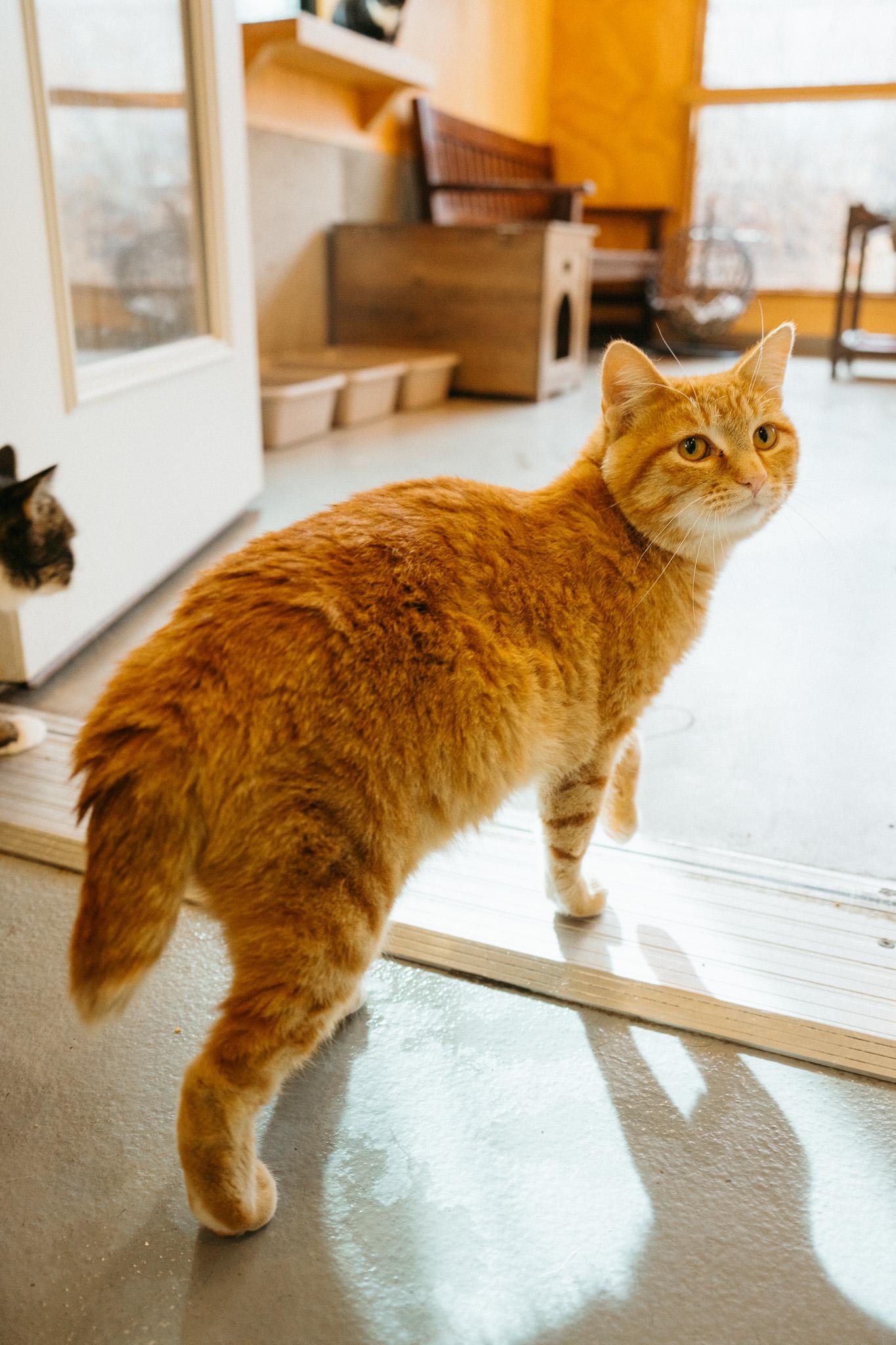 Cats for Adoption Near Jackson, WY | Petfinder